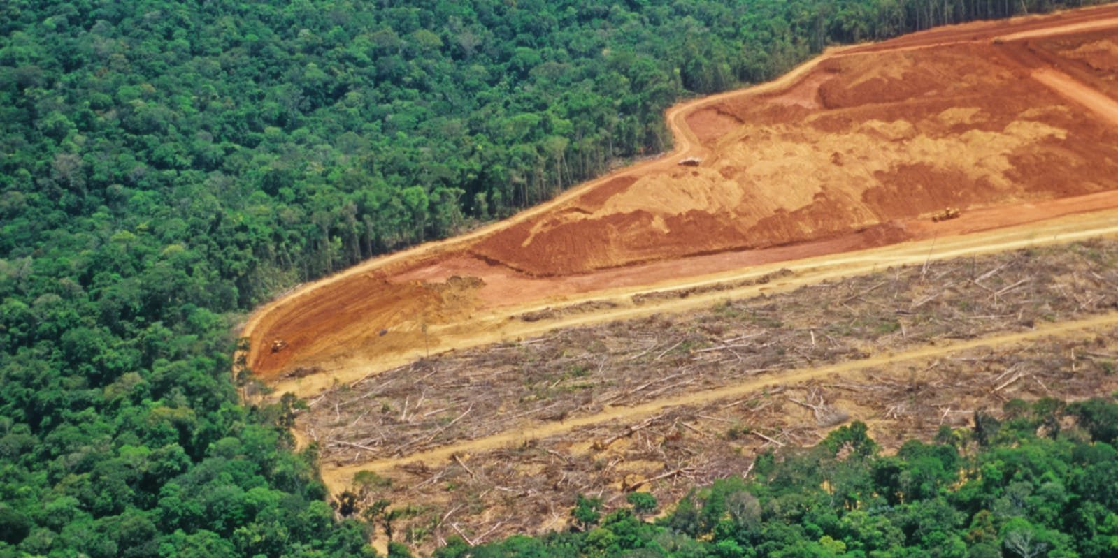 Zona desmatada de floresta